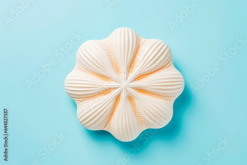 Sand dollar shell on solid background. Ocean summer and vacation concept.