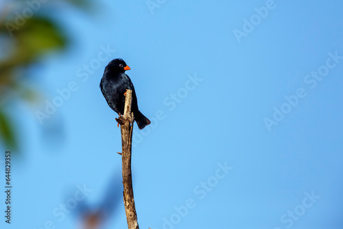 Village Indigobird perched on branch isolated in blue sky in Kruger National park, South Africa ; Specie Vidua chalybeata family of  Viduidae photo