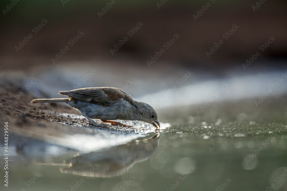 Southern Grey-headed Sparrow drinking in waterhole in Kruger National park, South Africa ; Specie family Passer diffusus of Passeridae Southern Grey-headed Sparrow drinking in waterhole in Kruger National park, South Africa ; Specie family Passer diffusus of Passeridae