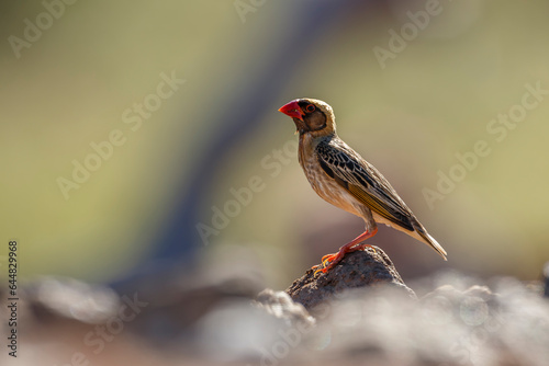 Red-billed Quelea male standing on a rock isolated in blur background in Kruger National park, South Africa ; Specie Quelea quelea family of Ploceidae