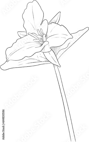 Trillium flower hand drawn photo