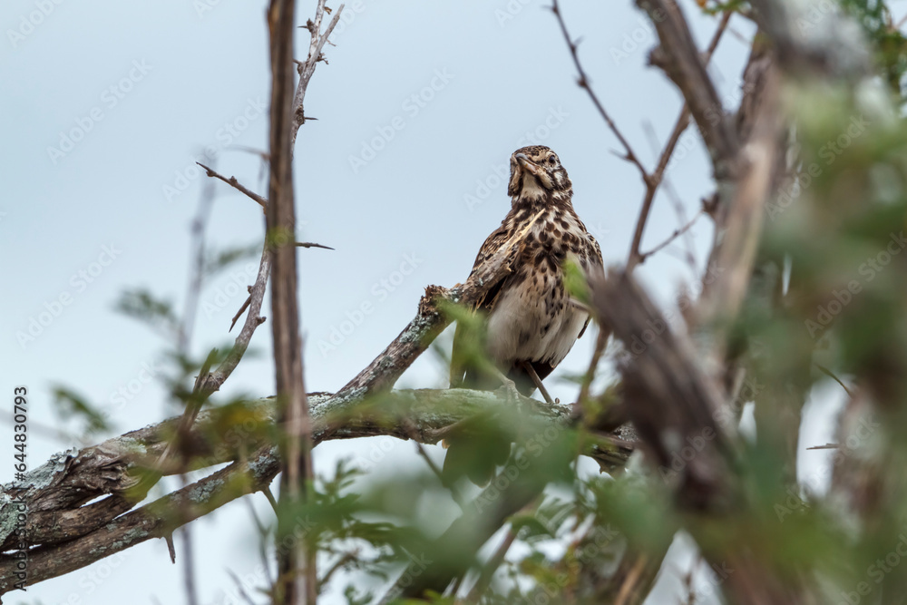 Obraz premium Groundscraper Thrush standing in bush in Kruger National park, South Africa ; Specie Turdus litsitsirupa family of Turdidae