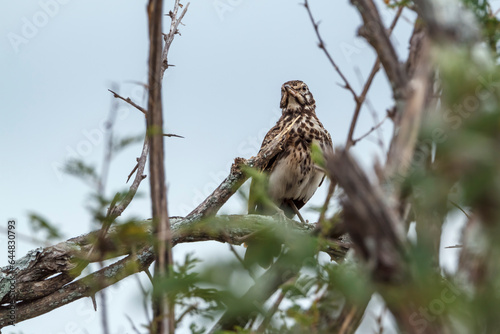 Groundscraper Thrush standing in bush in Kruger National park, South Africa ; Specie Turdus litsitsirupa family of  Turdidae photo