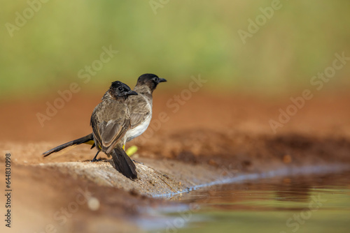 Two Dark capped Bulbul along waterhole in Kruger National park, South Africa   Specie Pycnonotus tricolor family of Pycnonotidae © PACO COMO