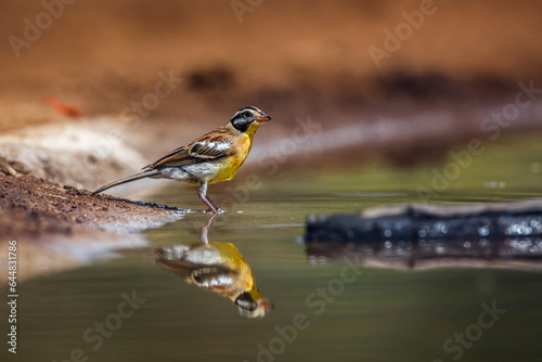 African Golden breasted Bunting male along waterhole with reflection in Kruger National park, South Africa ; Specie Fringillaria flaviventris family of Emberizidae photo
