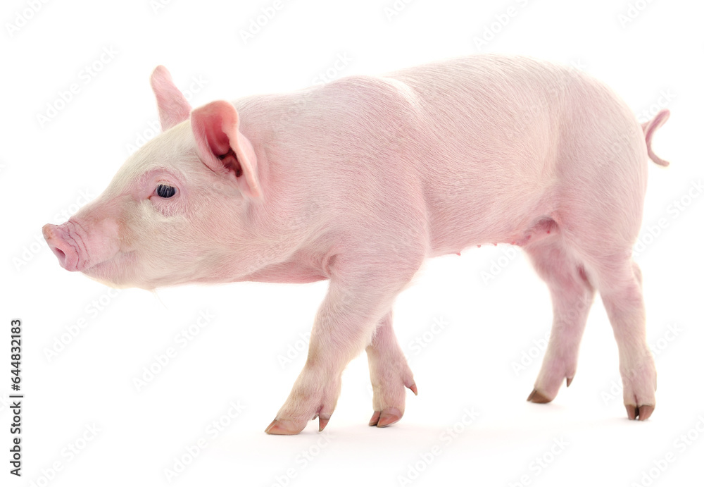 Pig on white Pig on white
