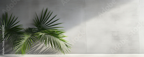 Palm Tree Leaves  Concrete Wall Background  empty space for text