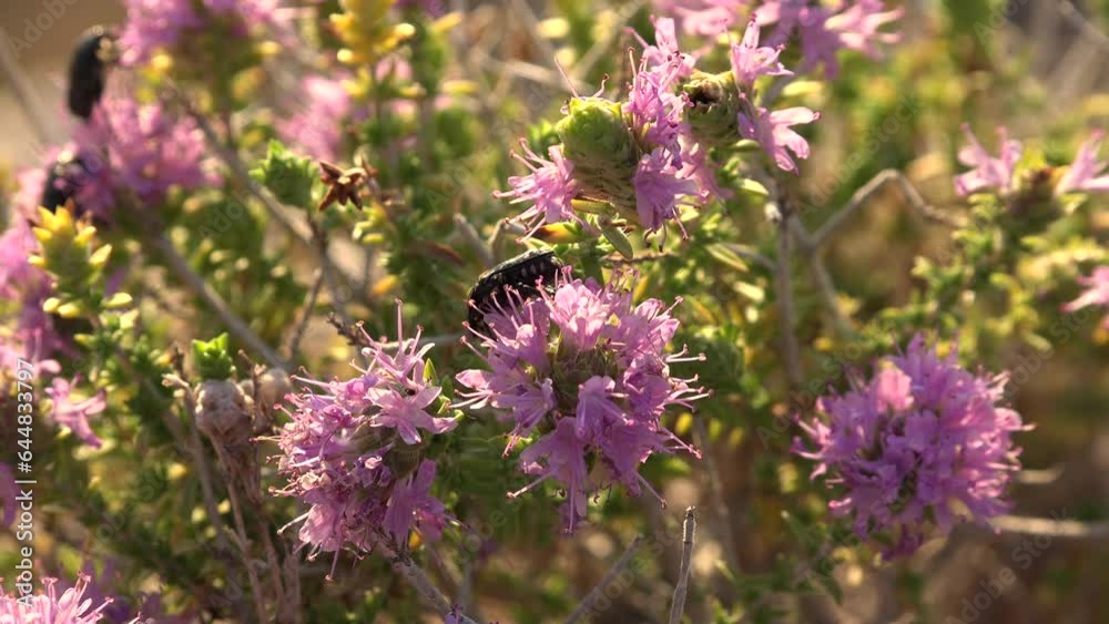 Bug in Desert Wild Thorn, Spine Flowers, Arid Plants in Summer Bug in Desert Wild Thorn, Spine Flowers, Arid Plants in Summer