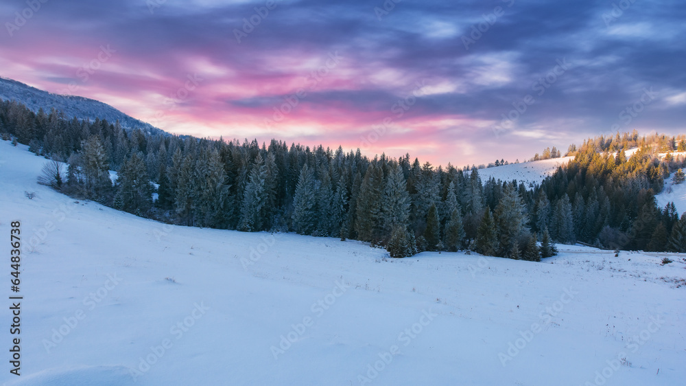 spruce forest on the snow covered hill in evening light. mountainous countryside scenery in winter at sunset. frosty weather with hoarfrost on the trees and purple clouds on the sky
