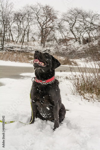 With a black labrador on a winter walk
