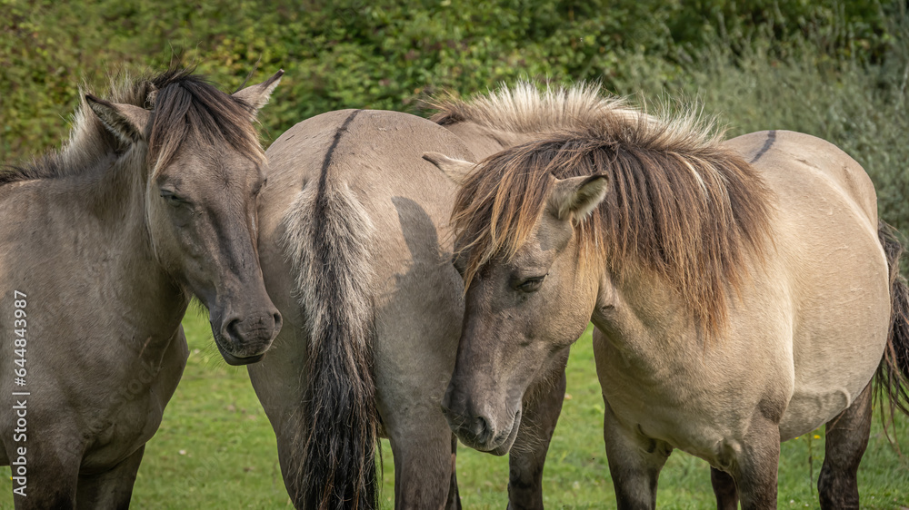 Three polish konik horses on the Manteling van Walcheren, Netherlands Three polish konik horses on the Manteling van Walcheren, Netherlands