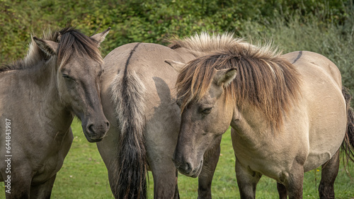 Three polish konik horses on the Manteling van Walcheren  Netherlands