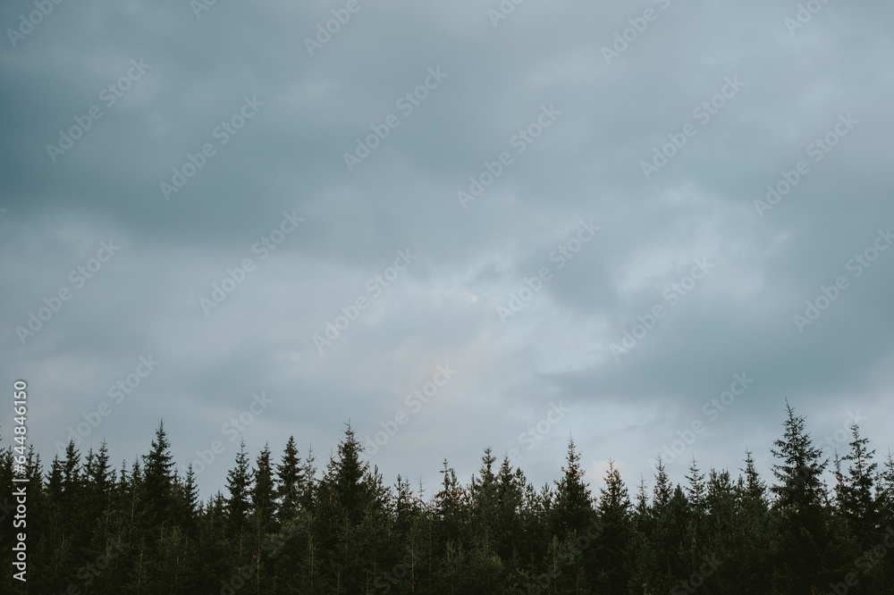 clouds in the forest clouds in the forest