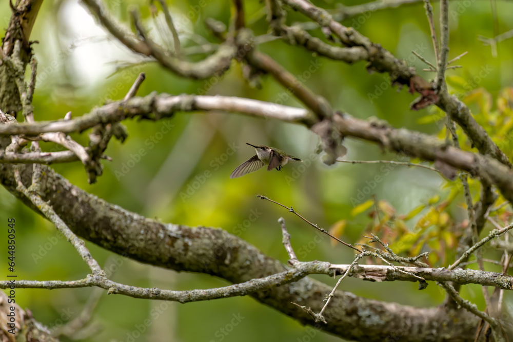 Ruby-throated hummingbird ( Archilochus colubris ) in flight Ruby-throated hummingbird ( Archilochus colubris ) in flight