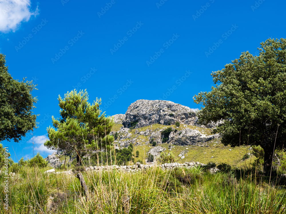 Trees against mountain ridge in nature Trees against mountain ridge in nature