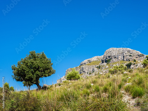 Shrubs and tree near rocky cliff