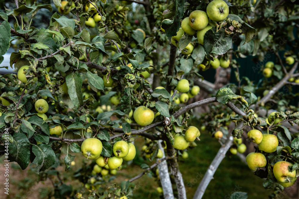 Small green apples on a tree.