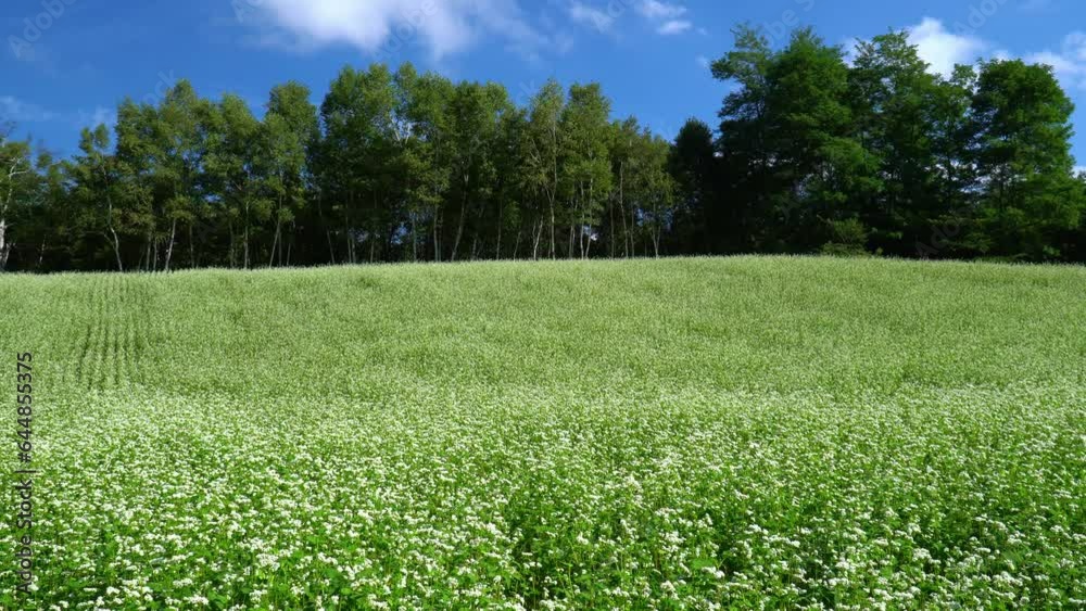 中山高原に咲くそばの花 中山高原に咲くそばの花