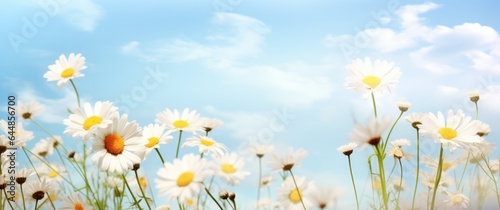 White daisies on blue sky background with copy space for text © Faith Stock