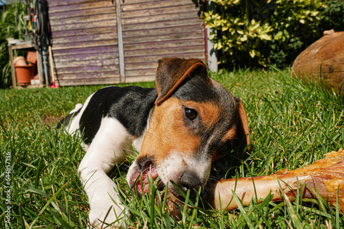 Baby Dog eating a huge Bone Jack Russel Terrier Chewbone dogbone photo