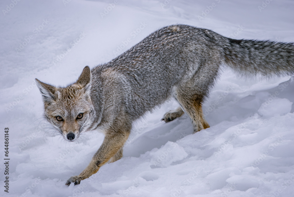 Naklejka premium South American Gray Fox in Winter Wonderland, El Calafate, Patagonia, Argentina