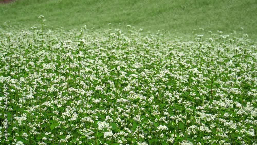 中山高原に咲くそばの花 中山高原に咲くそばの花