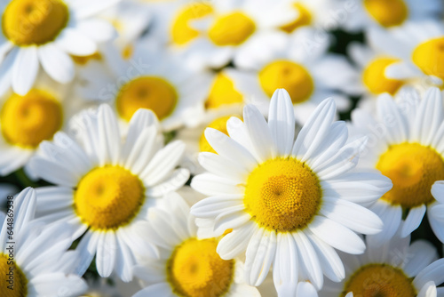 Detailed Chamomile Petals