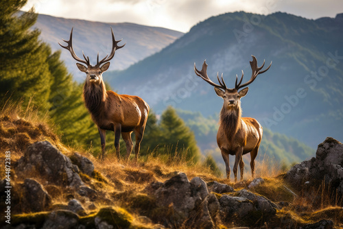 Regal Red Deer Stags Roaming Untamed Lands