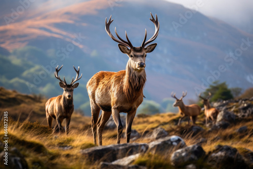 Untamed Beauty  Red Deer Stags in the Wild
