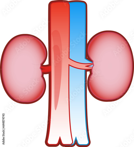 Flat Vector Of Human Organ Kidney.