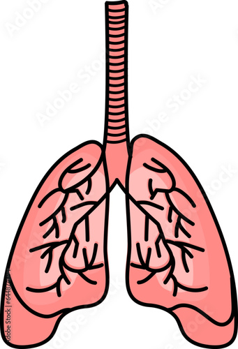 Human Lungs Anatomy Flat Vector.