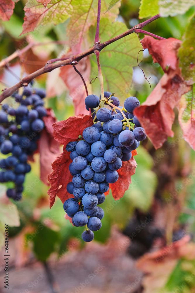Fototapeta premium Black grape hanging on the vine