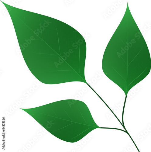 Bael Leaves Element On White Background.