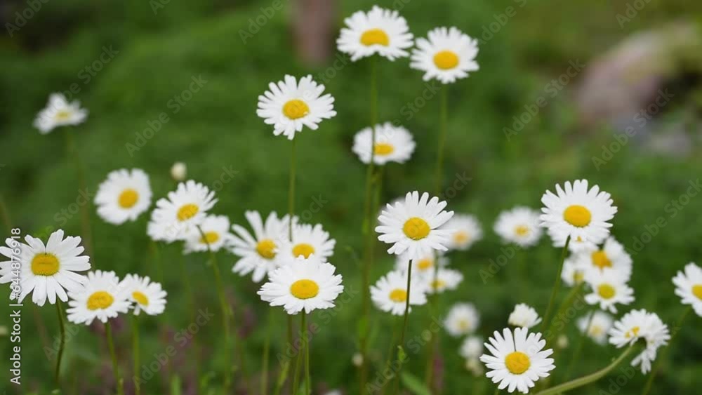 White daisy flower sways in wind. Small garden daisy camomile. Wildflowers in green meadow field. White daisy flower sways in wind. Small garden daisy camomile. Wildflowers in green meadow field.