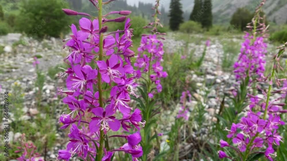 Purple fireweed flowers close up on an blur green background under the rain Purple fireweed flowers close up on an blur green background under the rain