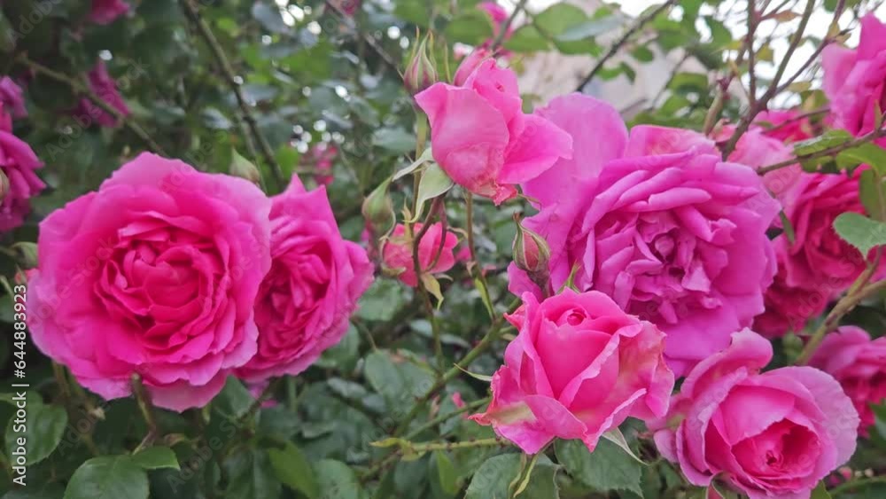 Rose bush with beautiful pink flowers in Bulgaria Rose bush with beautiful pink flowers in Bulgaria
