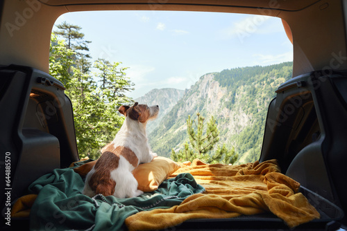 Wall Mural dog in car in a cage with a view to the mountains