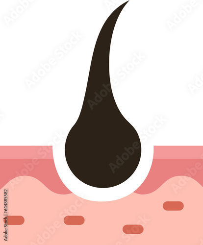 Vector Illustration of Hair Follicles.