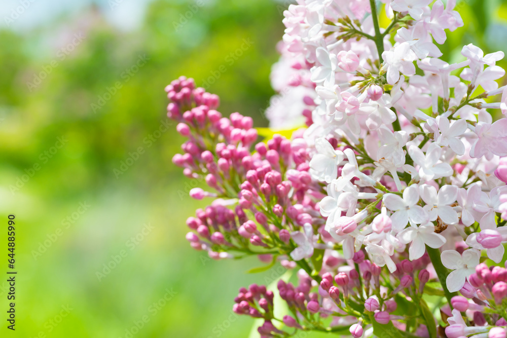 Lilac purple flowers branch bouquet on green leaves background Lilac purple flowers branch bouquet on green leaves background