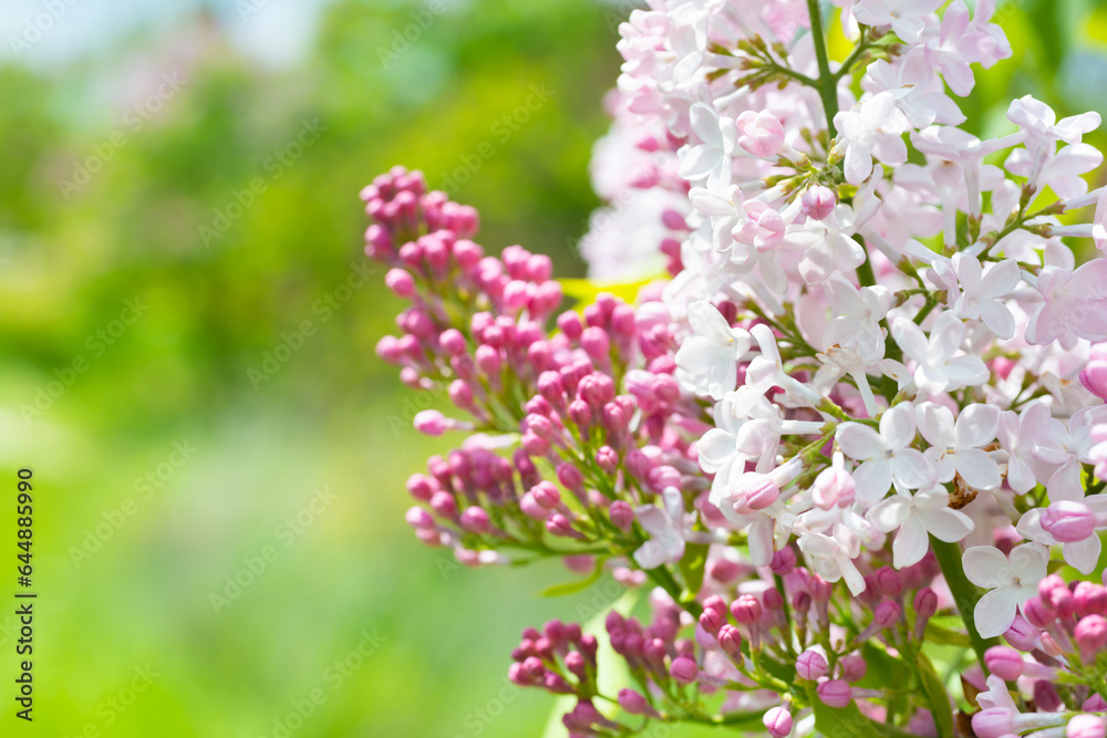 Lilac purple flowers branch bouquet on green leaves background