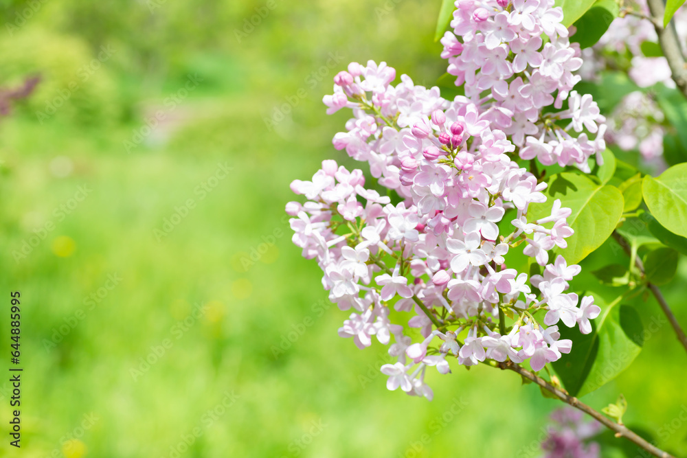 Lilac purple flowers branch bouquet on green leaves background Lilac purple flowers branch bouquet on green leaves background