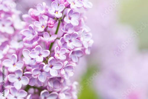 Purple lilac flowers macro background, flower background © Pavlo Vakhrushev