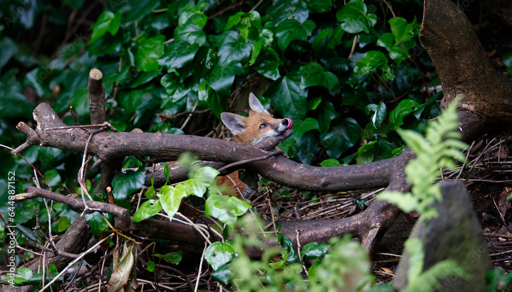 Fox cubs in the garden Fox cubs in the garden