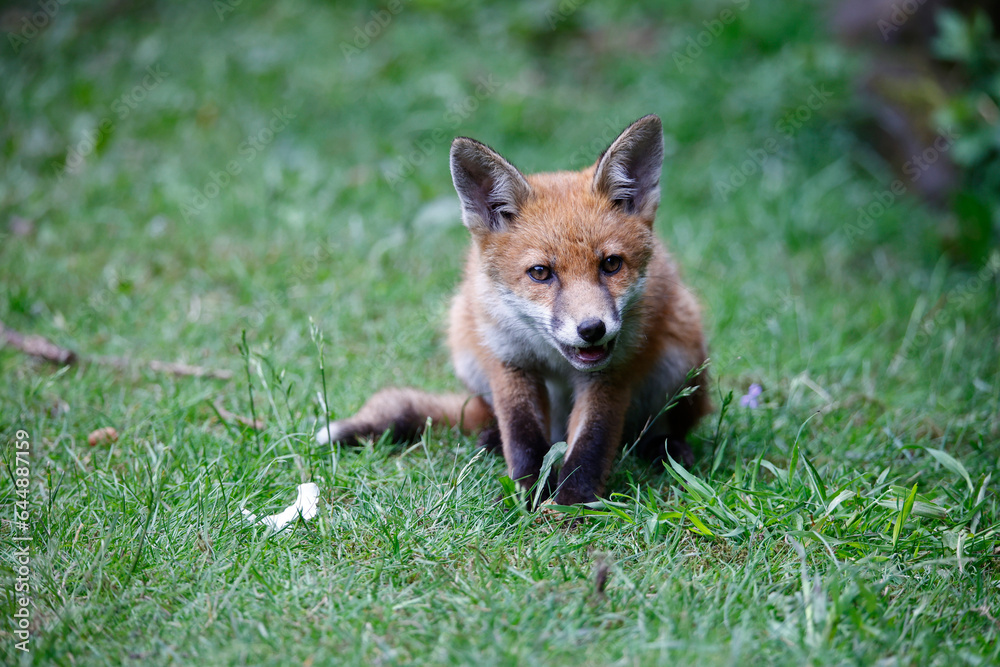 Fox cubs in the garden Fox cubs in the garden