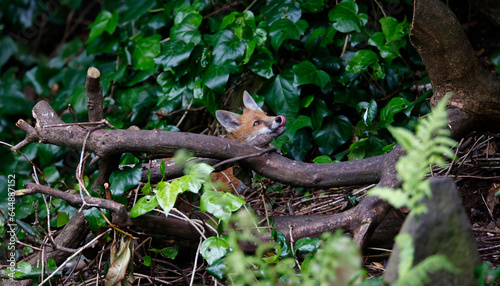 Fox cubs in the garden