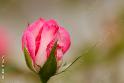 Dark pink rose buds  bokeh background  macro lens used  strobe   natural light  close-up photo 