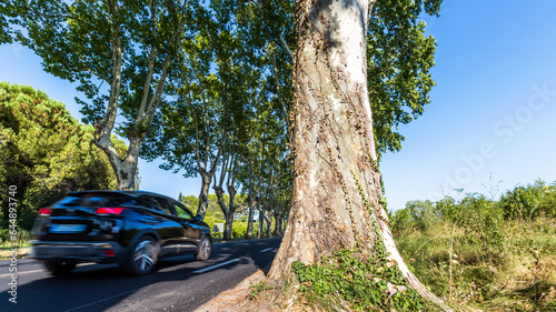 Ombre des platanes pour la circulation des véhicules photo