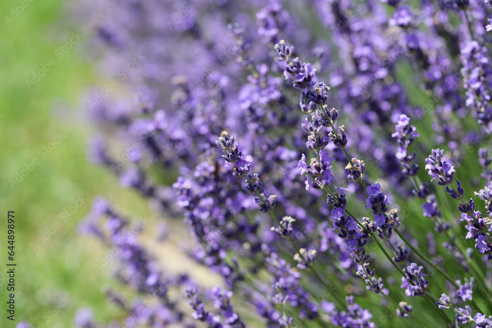 Lavender flowers in field. Soft focus, close-up macro image with blurred background. Lavender flowers in field. Soft focus, close-up macro image with blurred background.