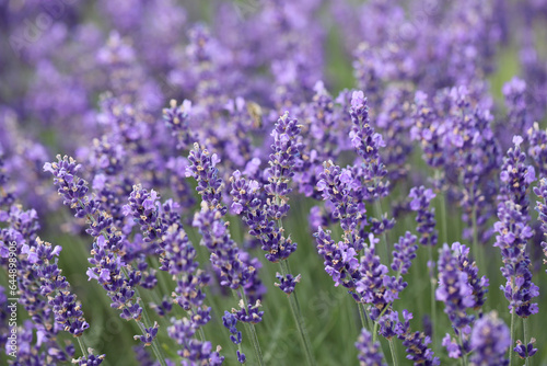 Lavender flowers in field. Soft focus, close-up macro image with blurred background.