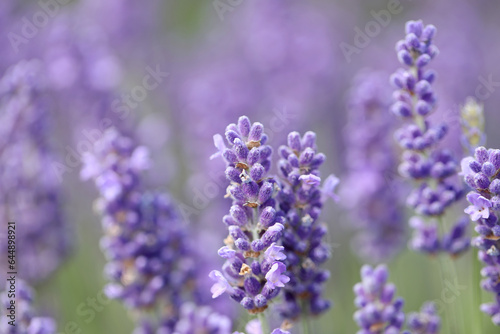Lavender flowers in field. Soft focus  close-up macro image with blurred background.